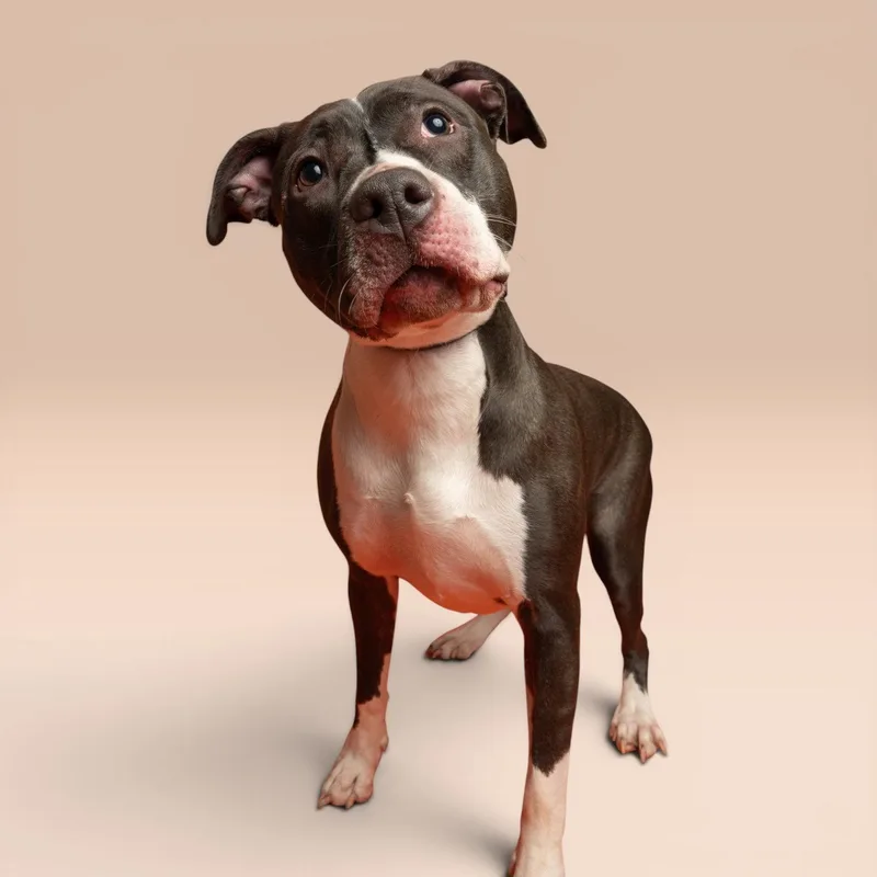 A young medium-sized female American Staffordshire Terrier dog named Daisy for adoption in Richardson, TX