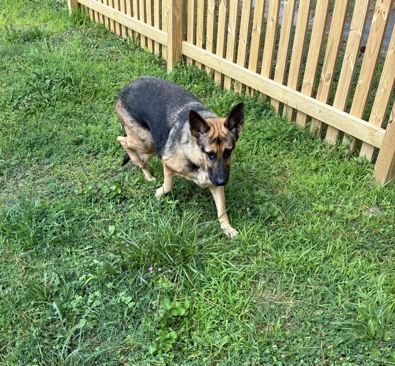 An adult medium-sized female German Shepherd Dog dog named Bailey for adoption in Centreville, VA