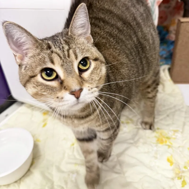 An adult large-sized female Brown / Chocolate Domestic Short Hair cat named Lexie for adoption in Oshkosh, WI