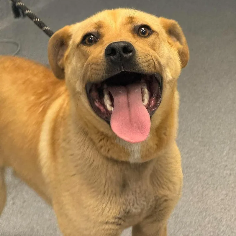 A young medium-sized male Yellow / Tan / Blond / Fawn Mixed Breed dog named Spud for adoption in Martinsville, VA