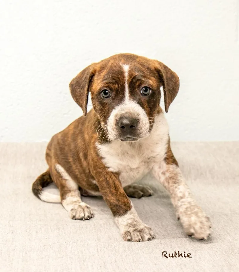 A baby medium-sized female Hound dog named Ruthie for adoption in Manchester, CT