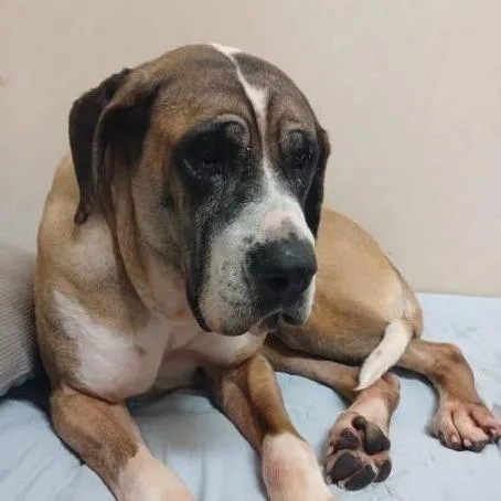 An adult large-sized female Brown / Chocolate Mastiff dog named Maggiedae for adoption in Northbrook, IL