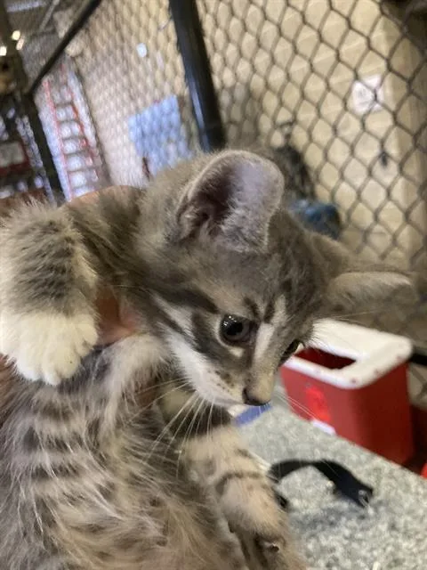 A baby small-sized male Domestic Short Hair cat named Charlie for adoption in Dallas, TX