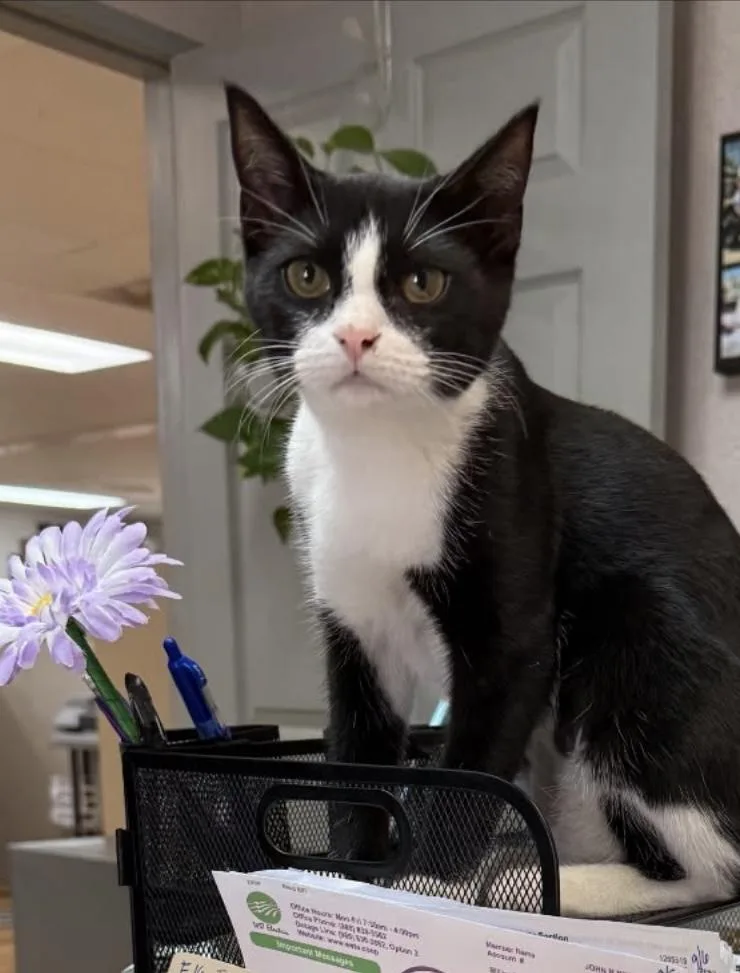 A baby small-sized female Black & White / Tuxedo Domestic Short Hair cat named Missy for adoption in Covington, LA