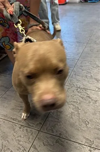 An adult large-sized female Pit Bull Terrier dog named Chloe for adoption in Los Angeles, CA