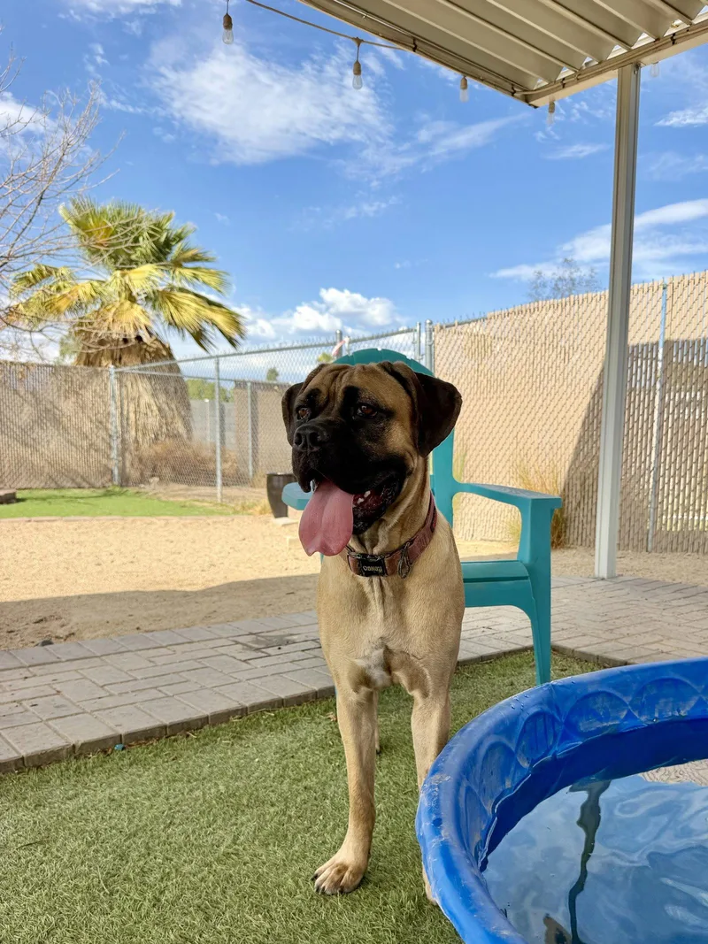 A young medium-sized female Cane Corso dog named Charlotte for adoption in Glendale, AZ