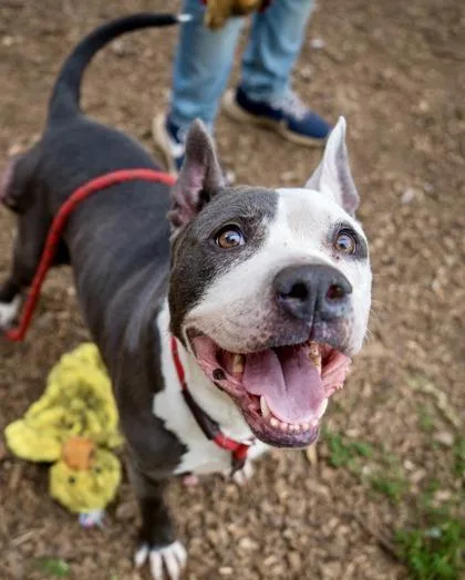 A senior large-sized female Mixed Breed dog named Popcorn for adoption in Chamblee, GA
