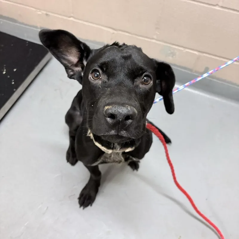 A young medium-sized female Pit Bull Terrier dog named Hela for adoption in Tacoma, WA