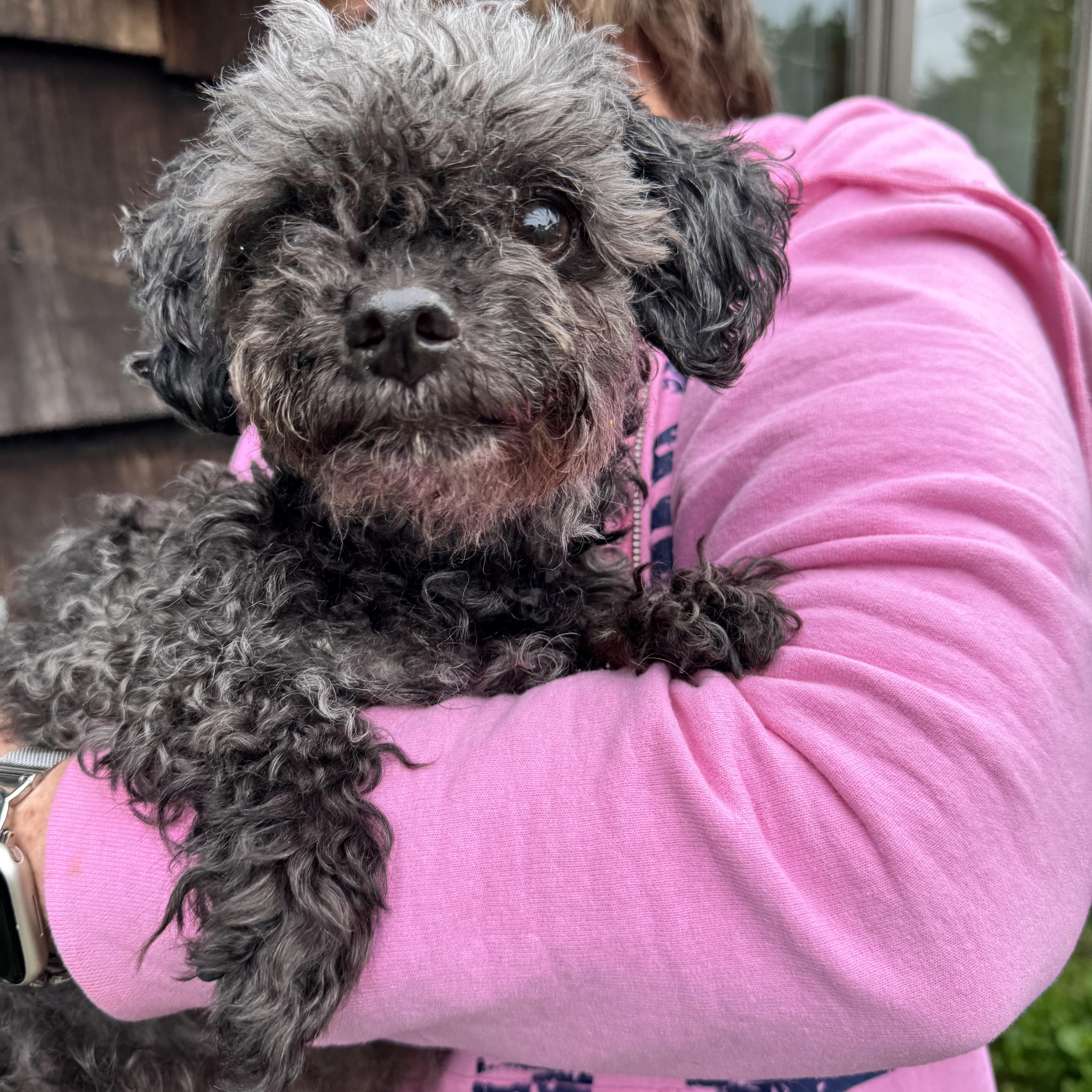 An adult small-sized female Poodle dog named Ireland for adoption in Long Beach, NY