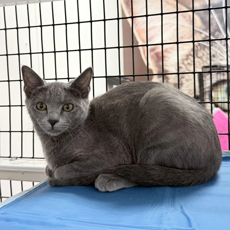 A baby small-sized female Gray / Blue / Silver Russian Blue cat named Fern  Riley Fuzzel for adoption in Spring, TX