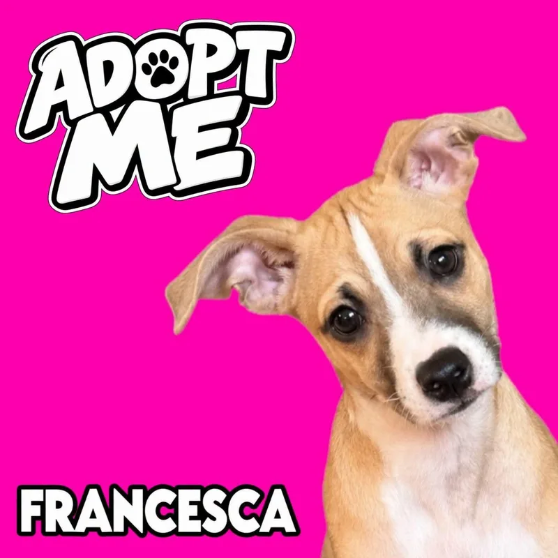 Francesca thumbnail 2