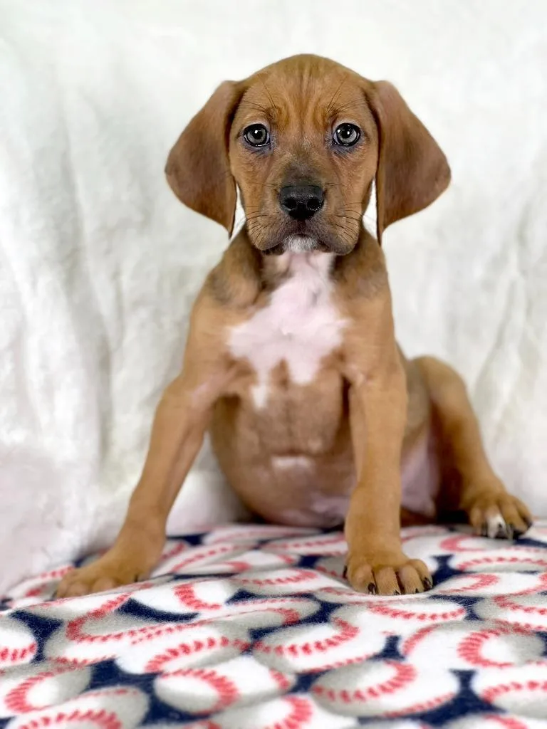 A baby medium-sized male Hound dog named Sandlot Litter  Yeah for adoption in Savage, MN