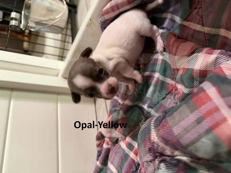 Opal thumbnail 3