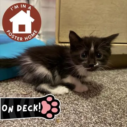 A baby small-sized male Domestic Short Hair cat named Kennedy for adoption in Janesville, WI