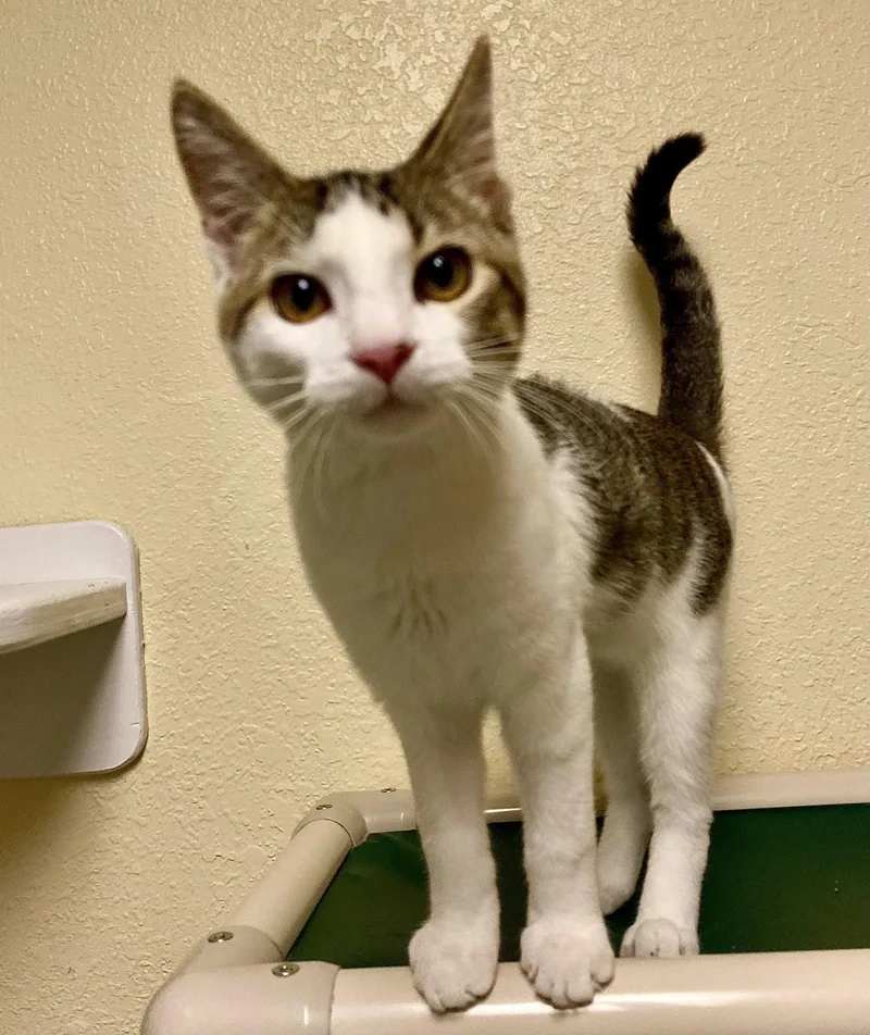A young medium-sized male Domestic Short Hair cat named Bombshell for adoption in Fargo, ND