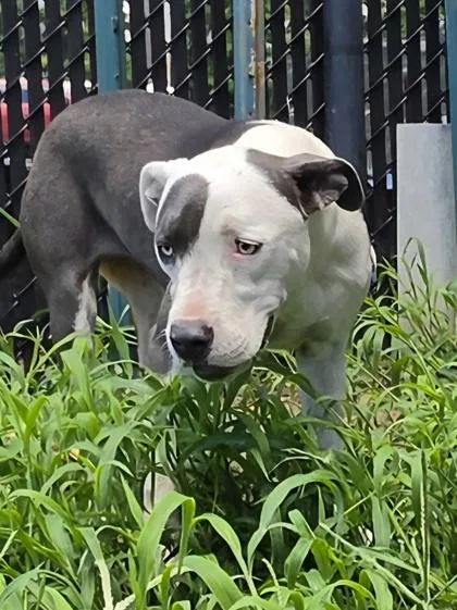 A baby medium-sized female Terrier dog named Coco for adoption in Conway, SC