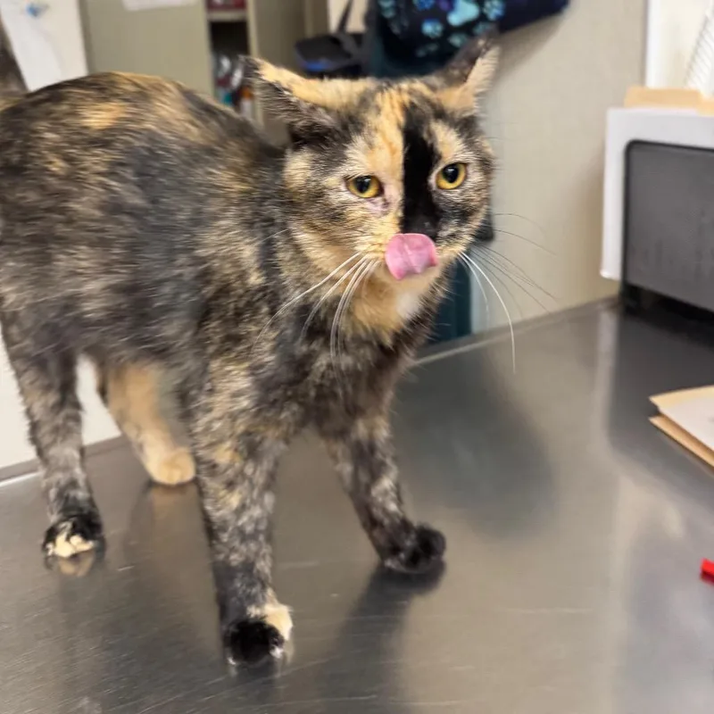 An adult medium-sized female Tortoiseshell Domestic Short Hair cat named Raisin for adoption in Pekin, IL