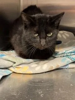 A young medium-sized male Domestic Short Hair cat named Count Catula for adoption in Sidney, OH