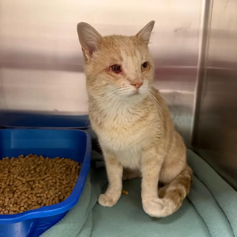A young medium-sized male Orange / Red Domestic Short Hair cat named Simon for adoption in Cody, WY