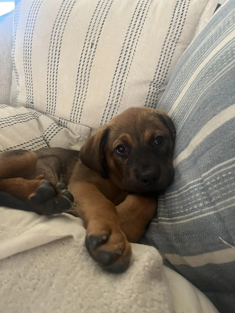 A baby large-sized female Rottweiler dog named Cookie for adoption in Columbia, MD