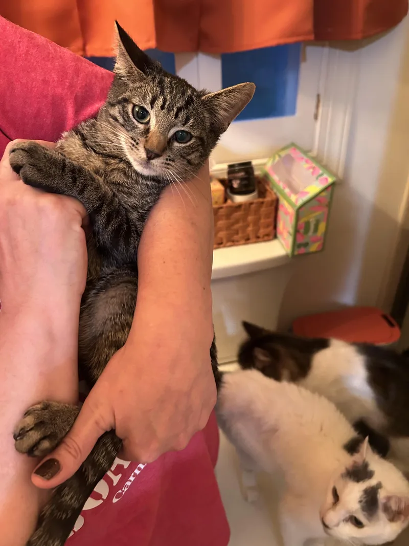 A young medium-sized female Tabby (Brown / Chocolate) Domestic Short Hair cat named Star for adoption in Hazlet, NJ