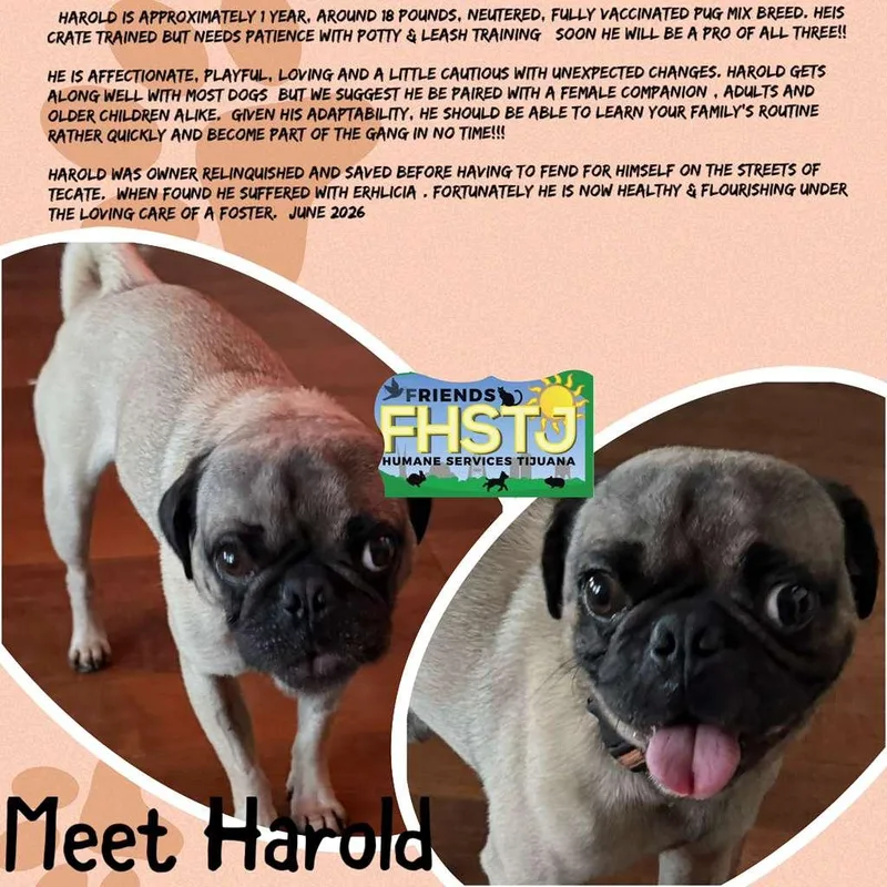 An adult small-sized male Yellow / Tan / Blond / Fawn Pug dog named Harold for adoption in San Ysidro, CA