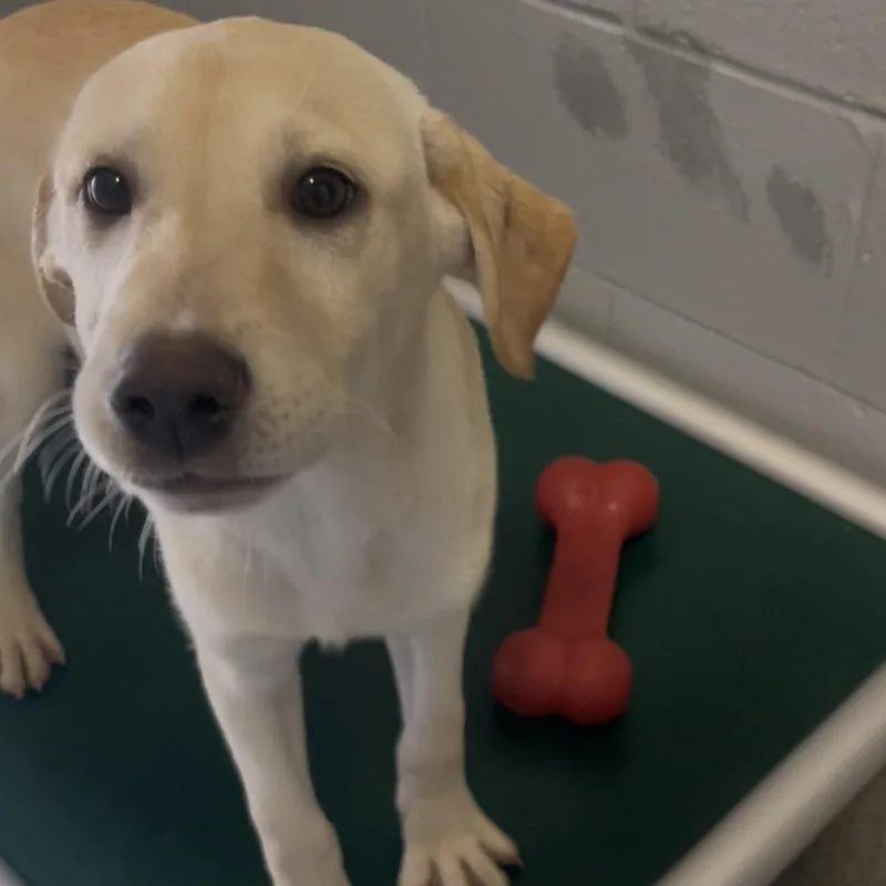 A baby small-sized female Labrador Retriever dog named Indy for adoption in New Philadelphia, OH