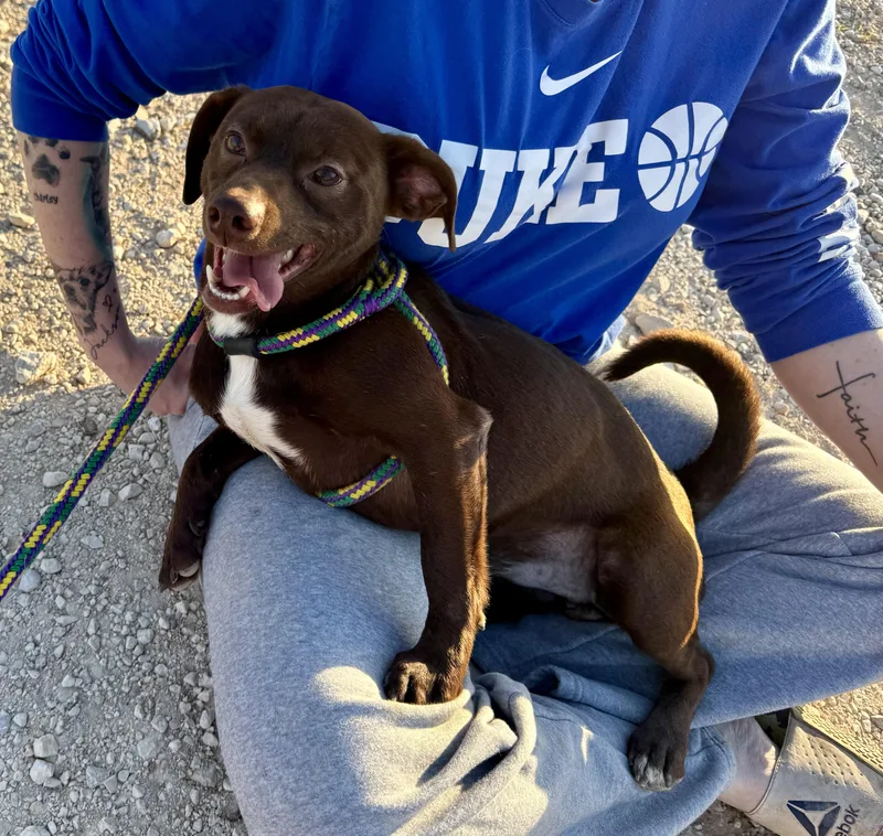 An adult small-sized male Labrador Retriever dog named Jerry for adoption in San Antonio, TX