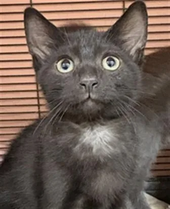 A baby small-sized male Domestic Short Hair cat named Spritz for adoption in Aliquippa, PA