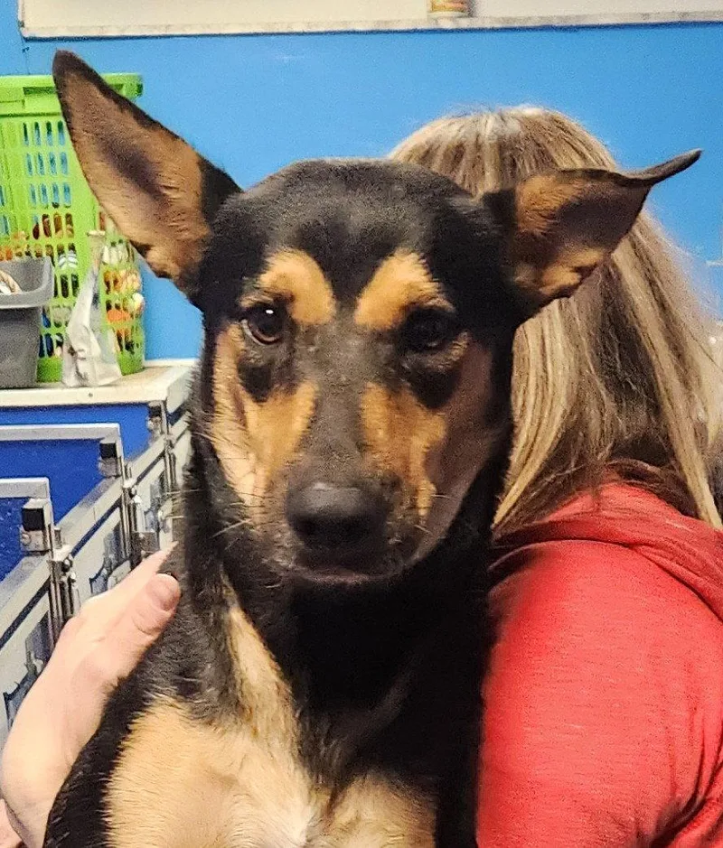 An adult medium-sized female Manchester Terrier dog named Sara for adoption in Oakland Park, FL