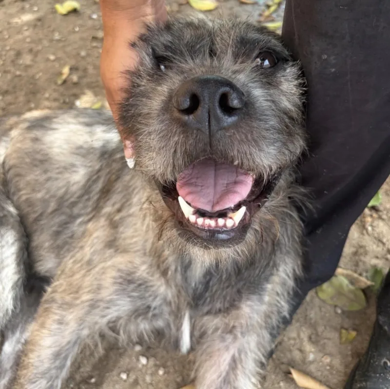 An adult medium-sized female Tricolor (Brown, Black, & White) Border Terrier dog named Zelda for adoption in Naperville, IL