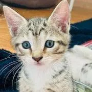 A baby small-sized female Brown / Chocolate Domestic Short Hair cat named Cindy for adoption in Marietta, GA