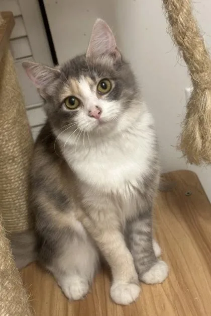 A baby small-sized female Domestic Medium Hair cat named Luna Stella for adoption in Wilkesboro, NC