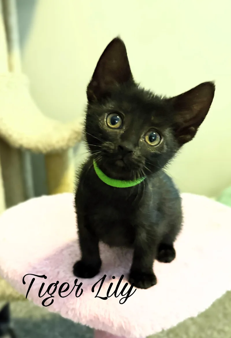 A baby medium-sized female Black Domestic Short Hair cat named Tiger Lily for adoption in Murfreesboro, TN