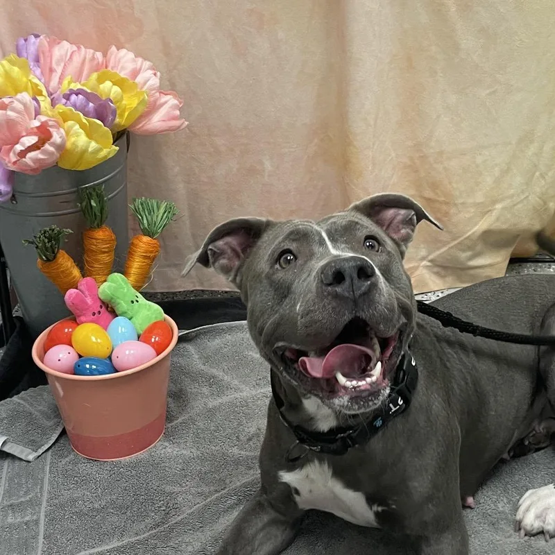 An adult medium-sized female Gray / Blue / Silver Pit Bull Terrier dog named Serenity for adoption in Las Vegas, NV