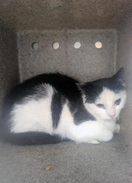 A young medium-sized male Domestic Short Hair cat named A for adoption in Upper Marlboro, MD