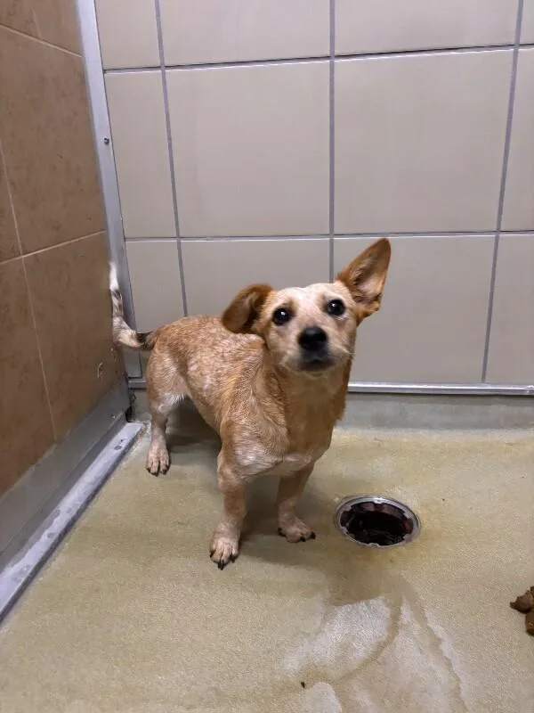 An adult medium-sized female Corgi dog named Muffin for adoption in Hobbs, NM