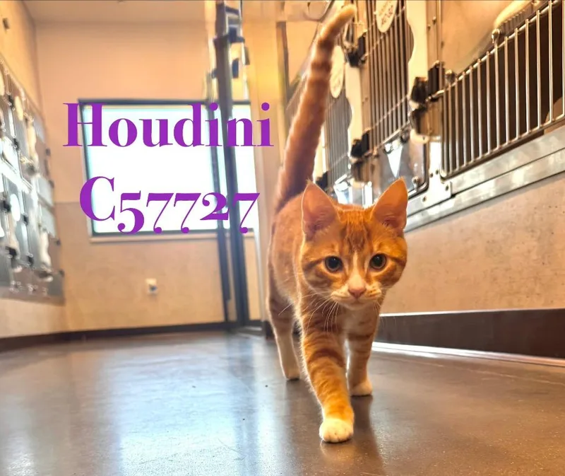 Houdini