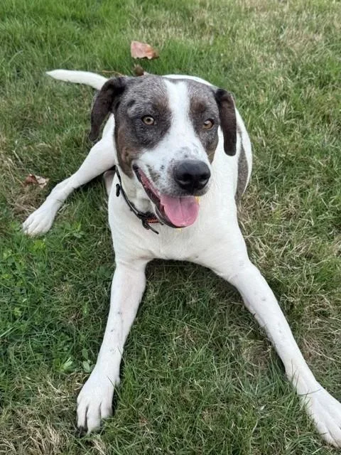 A young medium-sized female Bicolor Pointer dog named Sheila for adoption in Olympia, WA