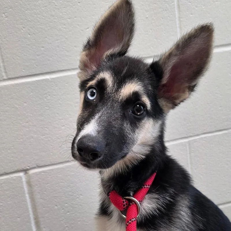 A baby small-sized female Black Husky dog named Melody for adoption in Council Bluffs, IA