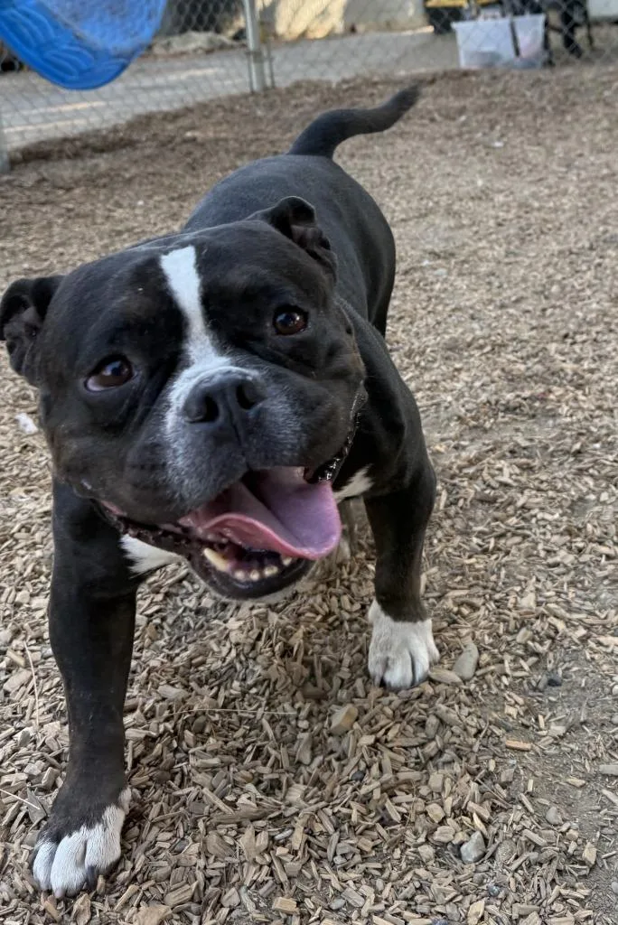 An adult medium-sized male Pit Bull Terrier dog named Aries for adoption in Lemoore, CA