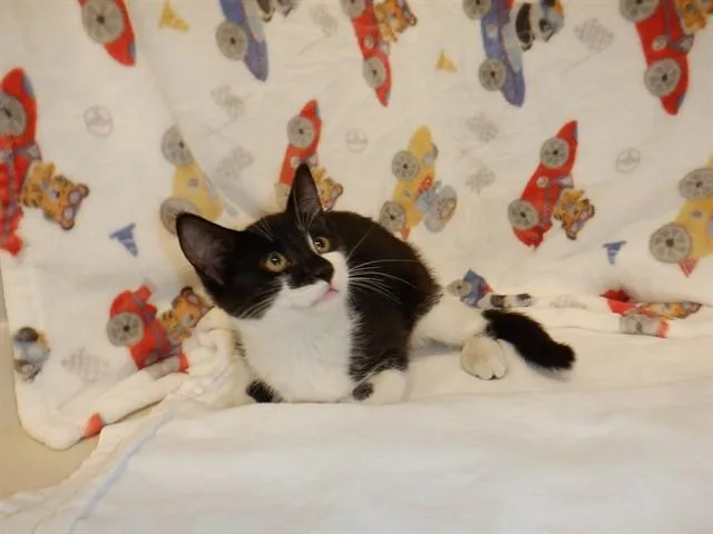 A baby small-sized male Domestic Short Hair cat named Galaxy for adoption in San Jose, CA