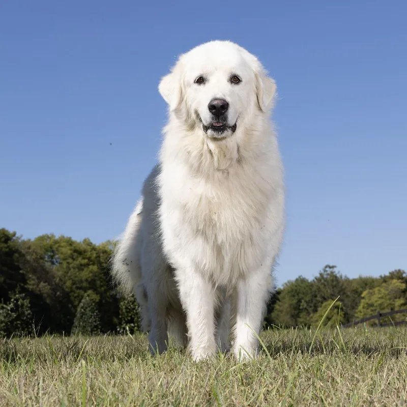 An adult large-sized female Great Pyrenees dog named Hazel for adoption in Franklin, TN