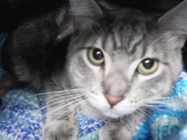 A young medium-sized male Domestic Short Hair cat named Pap for adoption in Omaha, NE