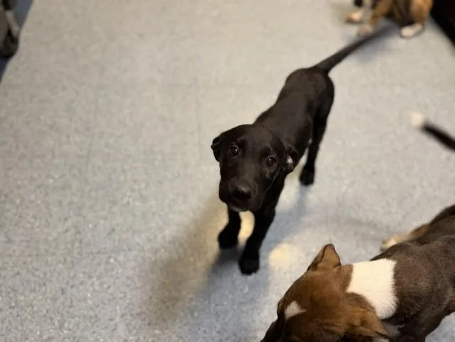 Tango