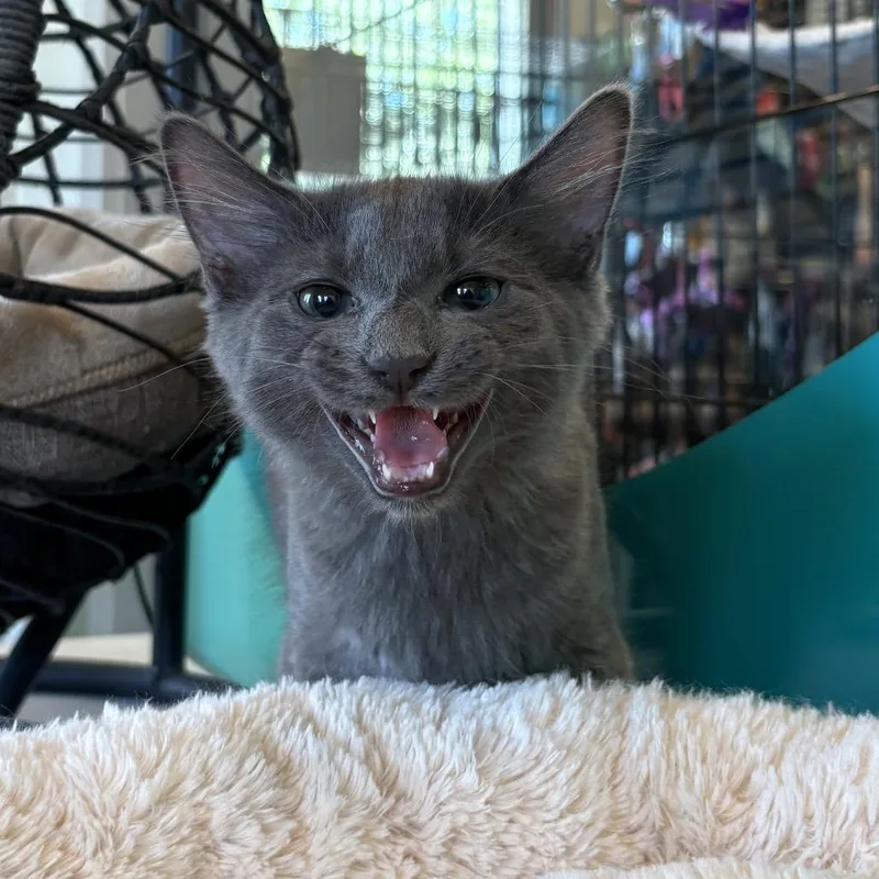 A baby small-sized male Gray / Blue / Silver Domestic Short Hair cat named Raspberry for adoption in Louisville, KY