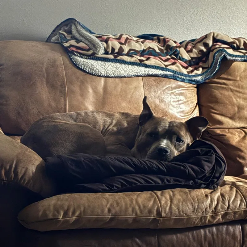 Dogtor Suess thumbnail 2