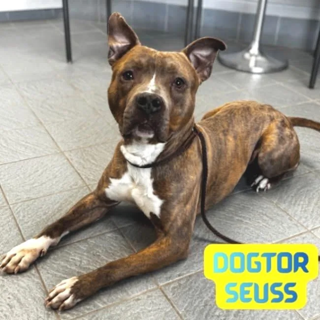 Dogtor Suess thumbnail 3