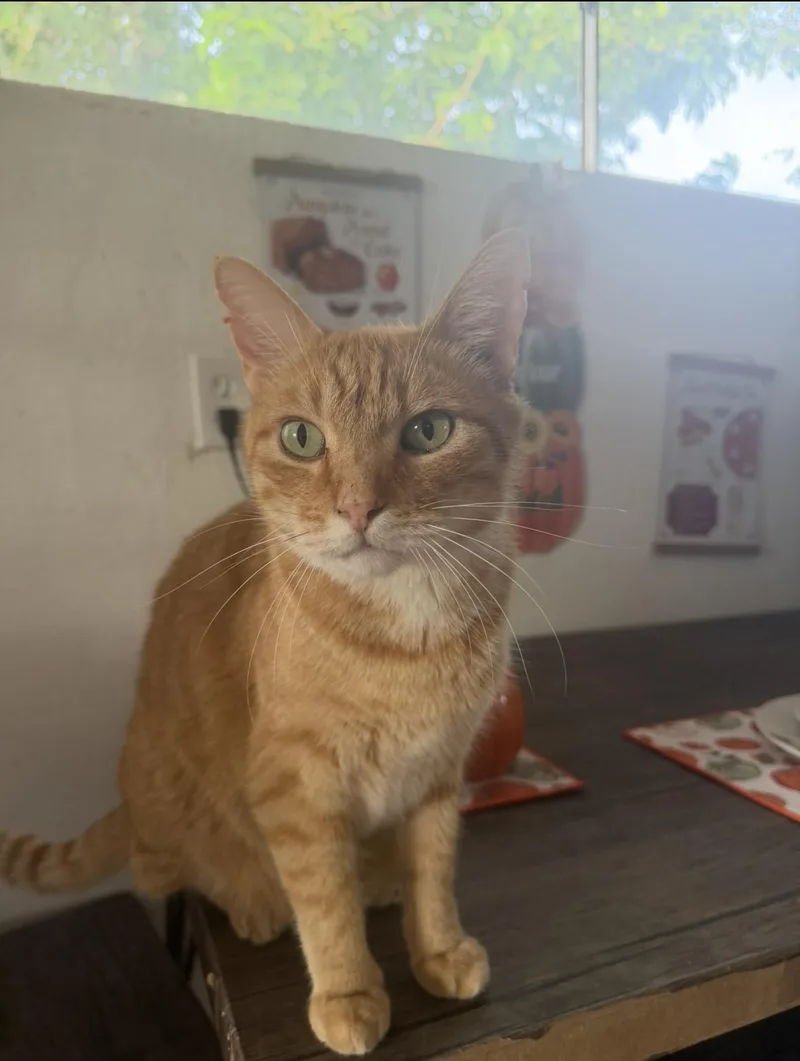 An adult medium-sized male Buff & White American Shorthair cat named Jonesie for adoption in Las Cruces, NM