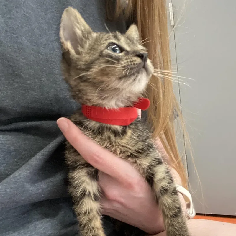 A baby small-sized male Brown / Chocolate Domestic Short Hair cat named Jafar for adoption in Elizabeth City, NC